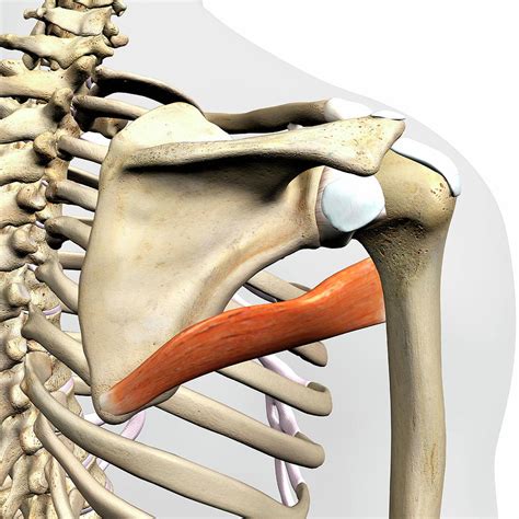 What is the teres major muscle? Its name is derived from the Latin word teres, meaning “rounded” and major being the bigger of the two teres muscles. This …